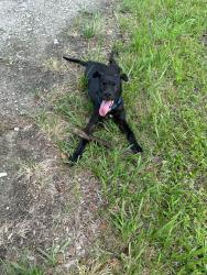 Lost Female Dog last seen SR70, Myakka City, FL 34202