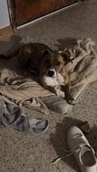 Reunited Male Dog last seen Canton Ave and Pennsylvania ave, Winter Park, FL 32789
