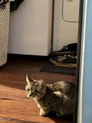 Lost Male Cat last seen East 10th st Smackover, Smackover, AR 71762