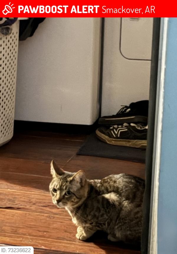 Lost Male Cat last seen East 10th st Smackover, Smackover, AR 71762