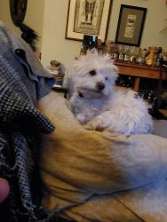 Reunited Female Dog last seen John rogers elementary school, Seattle, WA 98115