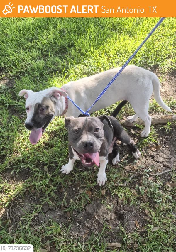 Found/Stray Unknown Dog last seen Burnley and tuxford, San Antonio, TX 78239