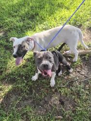 Found/Stray Unknown Dog last seen Burnley and tuxford, San Antonio, TX 78239