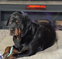 Reunited Female Dog last seen Shumway and Bruning, Portage, MI 49002