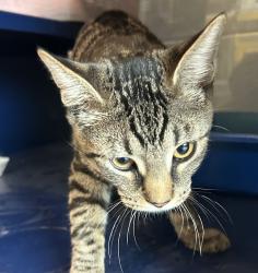 Shelter Stray Male Cat last seen W Florida Ave & S Chase St, Lakewood, CO, 80232, 580 McIntyre St, Golden, CO 80401, USA