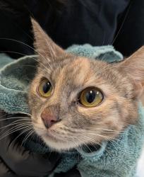 Shelter Stray Female Cat last seen 10th, San Diego, CA, 92101, 5500 Gaines St, San Diego, CA 92110, USA