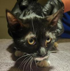 Shelter Stray Female Cat last seen Near farnsworth st near fence outside, SAN LEANDRO, CA, 94579, 8323 Baldwin St, Oakland, CA 94621, USA