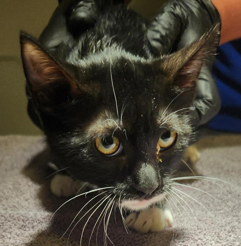 Shelter Stray Female Cat last seen Near farnsworth st near fence outside, SAN LEANDRO, CA, 94579, 8323 Baldwin St, Oakland, CA 94621, USA