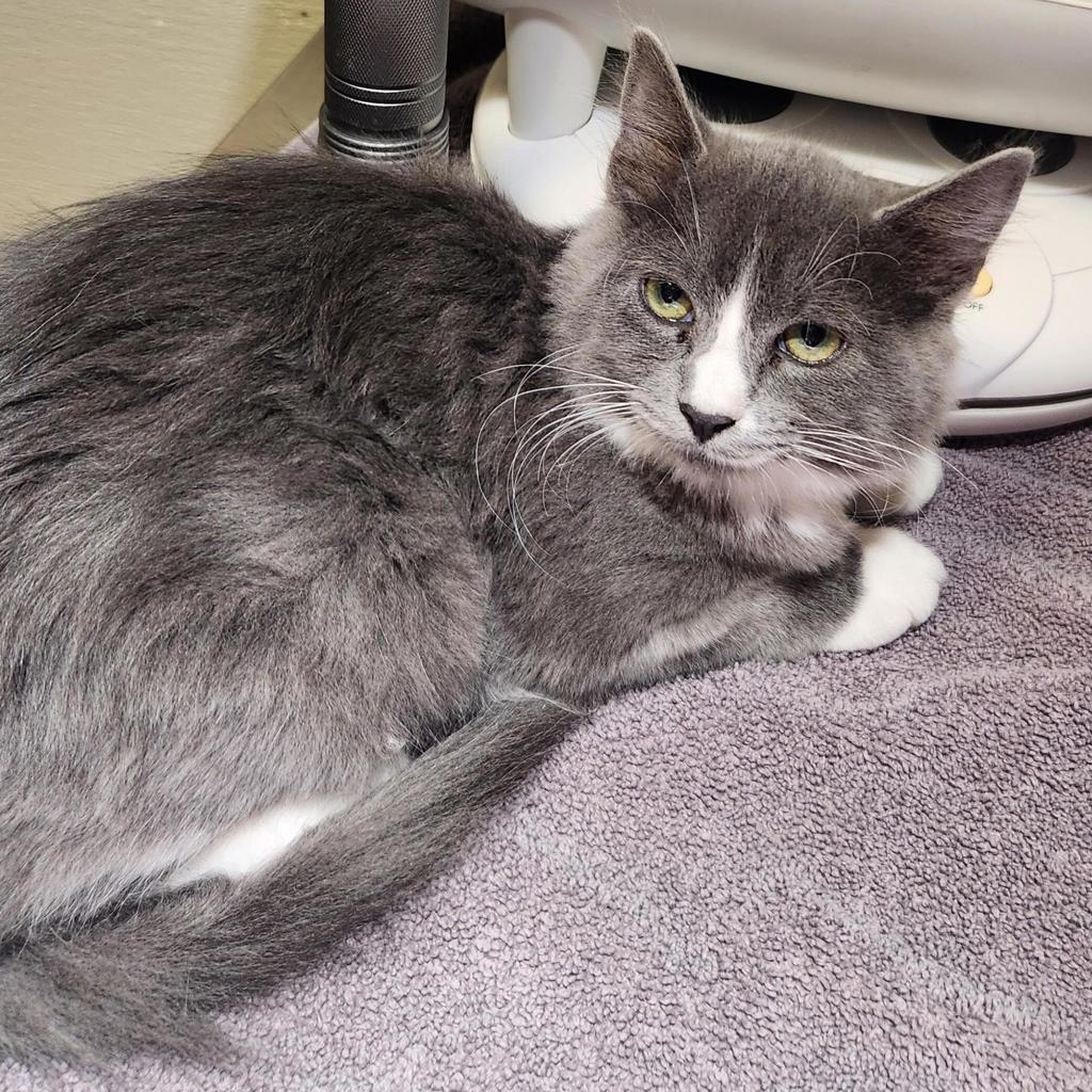 Shelter Stray Female Cat last seen Near farnsworth st near fence outside, SAN LEANDRO, CA, 94579, 8323 Baldwin St, Oakland, CA 94621, USA