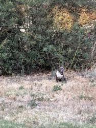 Found/Stray Unknown Dog last seen Tower Park Village, Lodi, CA 95242