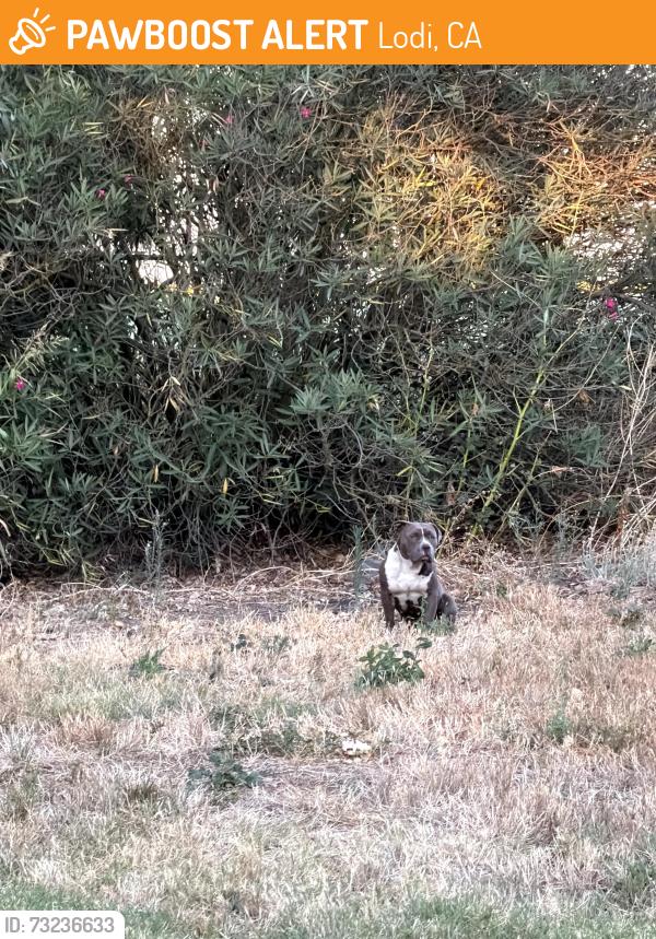 Found/Stray Unknown Dog last seen Tower Park Village, Lodi, CA 95242