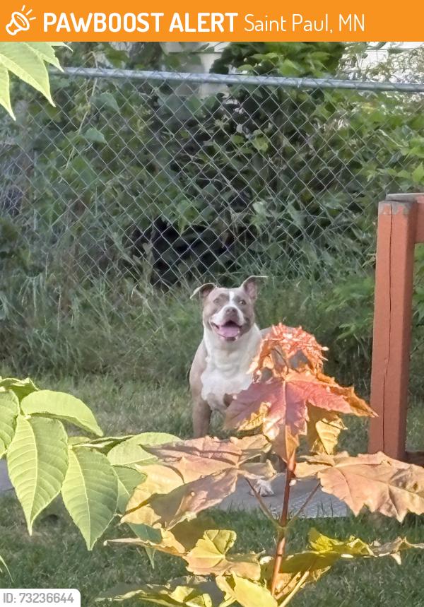 Found/Stray Female Dog last seen King st, Saint Paul, MN 55102