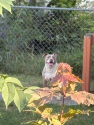 Found/Stray Female Dog last seen King st, Saint Paul, MN 55102