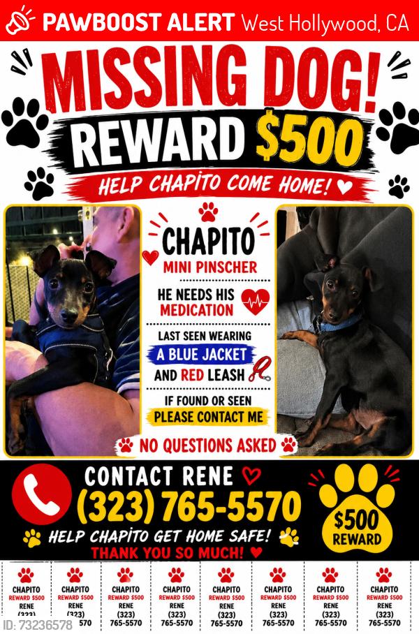 Lost Male Dog last seen Santa monica and san vicente West Hollywood, West Hollywood, CA 90069