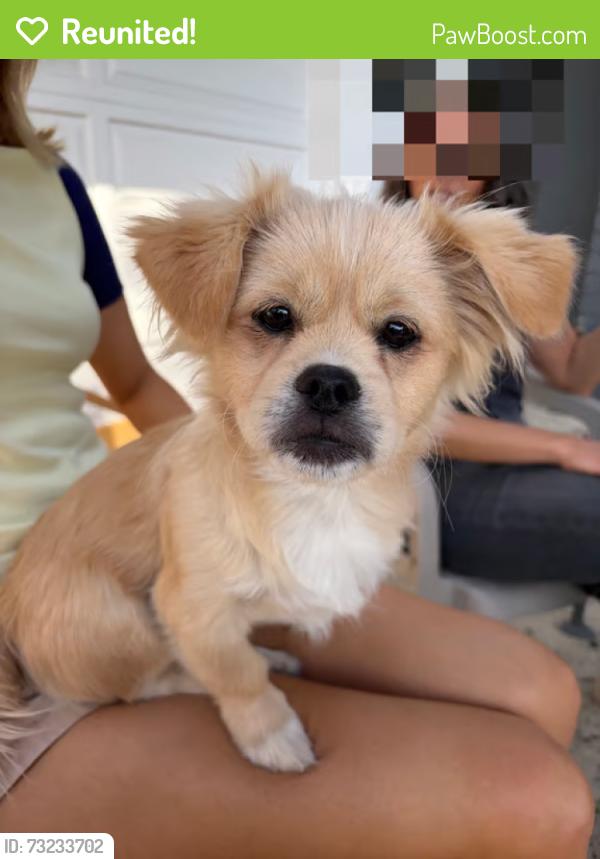 Reunited Male Dog last seen Rose Avenue x Cambridge Street, Orange, CA 92867