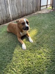 Found/Stray Male Dog last seen Starbucks, Lubbock, TX 79424