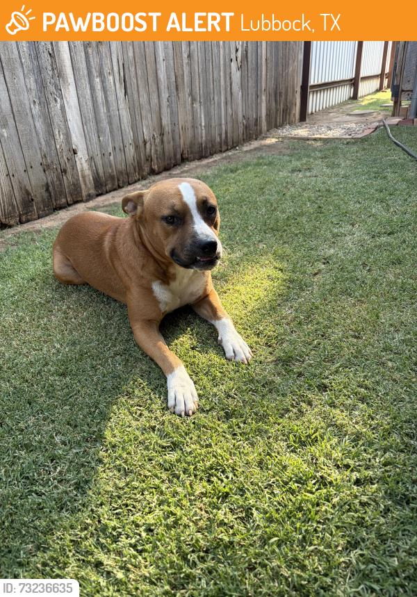 Found/Stray Male Dog last seen Starbucks, Lubbock, TX 79424