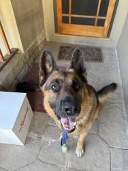 Reunited Male Dog last seen Atlas Ave and Redwood Rd, Oakland, CA 94619