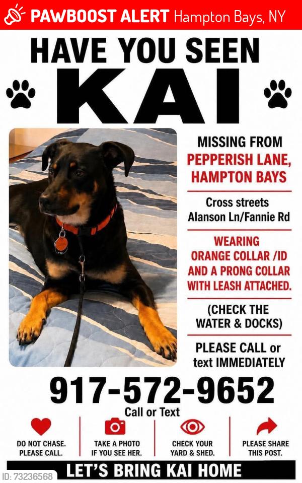 Lost Male Dog last seen Penny Lane, Hampton Bays, NY 11946