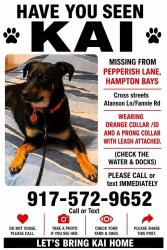 Lost Male Dog last seen Penny Lane, Hampton Bays, NY 11946