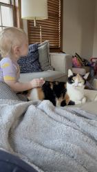 Lost Female Cat last seen Fairview and davern, Saint Paul, MN 55116