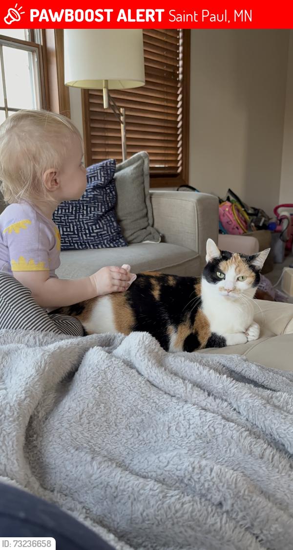 Lost Female Cat last seen Fairview and davern, Saint Paul, MN 55116