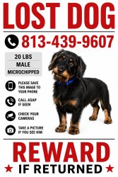Reunited Male Dog last seen S 70th St & Causeway Blvd, Tampa, FL 33619