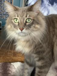 Reunited Male Cat last seen 14th St and Palm Dr, Hermosa Beach, CA 90254