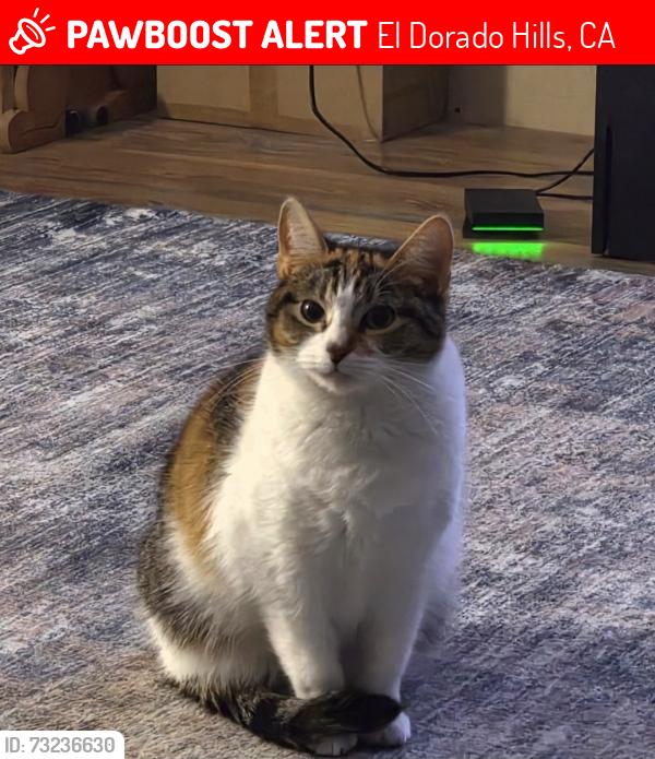 Lost Female Cat last seen Warren ln & Stoneman way, El Dorado Hills, CA 95762