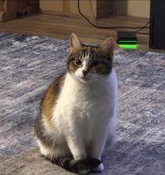 Lost Female Cat last seen Warren ln & Stoneman way, El Dorado Hills, CA 95762