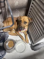 Reunited Female Dog last seen Near S 13th st, Milwaukee, WI 53221