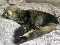 Lost Female Cat last seen Near Villa rosa way, Tyler, TX 75707