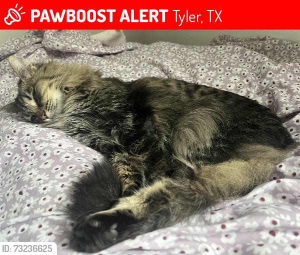 Lost Female Cat last seen Near Villa rosa way, Tyler, TX 75707