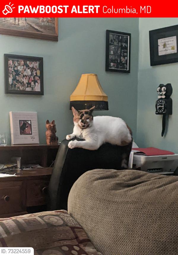 Lost Female Cat last seen Maryland welcome center on I-95 North or Chesapeake hse on I95 North, Columbia, MD 21044