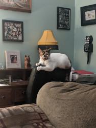 Lost Female Cat last seen Maryland welcome center on I-95 North or Chesapeake hse on I95 North, Columbia, MD 21044