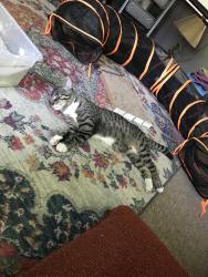 Found/Stray Male Cat last seen Hague and wheeler, Saint Paul, MN 55104