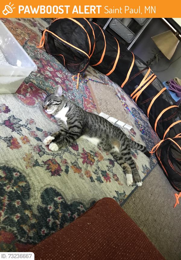 Found/Stray Male Cat last seen Hague and wheeler, Saint Paul, MN 55104