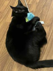 Reunited Male Cat last seen In a neighborhood, Mauldin, SC 29662