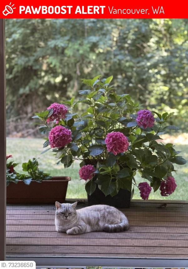 Lost Male Cat last seen 33rd & Watson, Vancouver, WA 98661