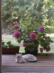 Lost Male Cat last seen 33rd & Watson, Vancouver, WA 98661