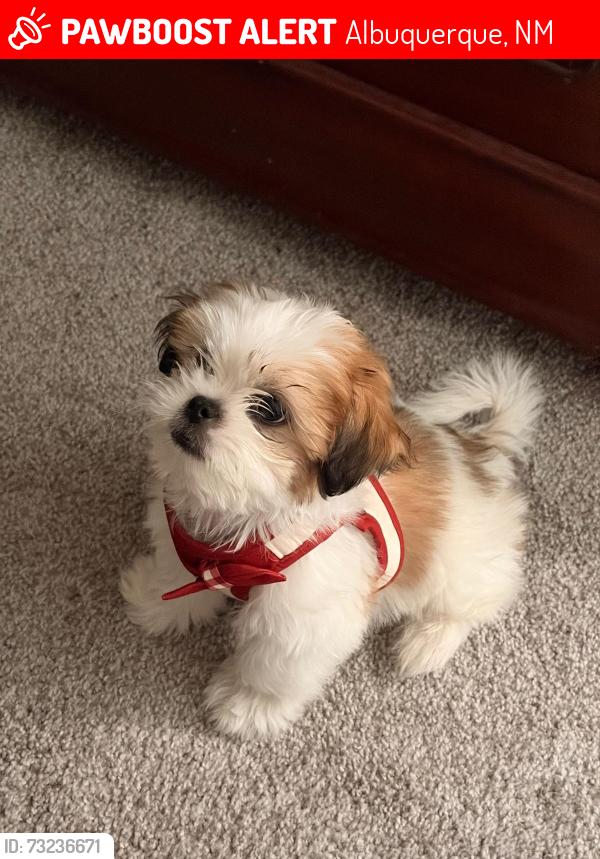 Lost Male Dog last seen Near Th st and bluewater, Albuquerque, NM 87121