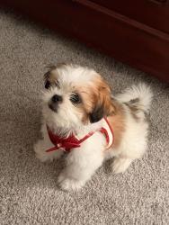 Lost Male Dog last seen Near Th st and bluewater, Albuquerque, NM 87121