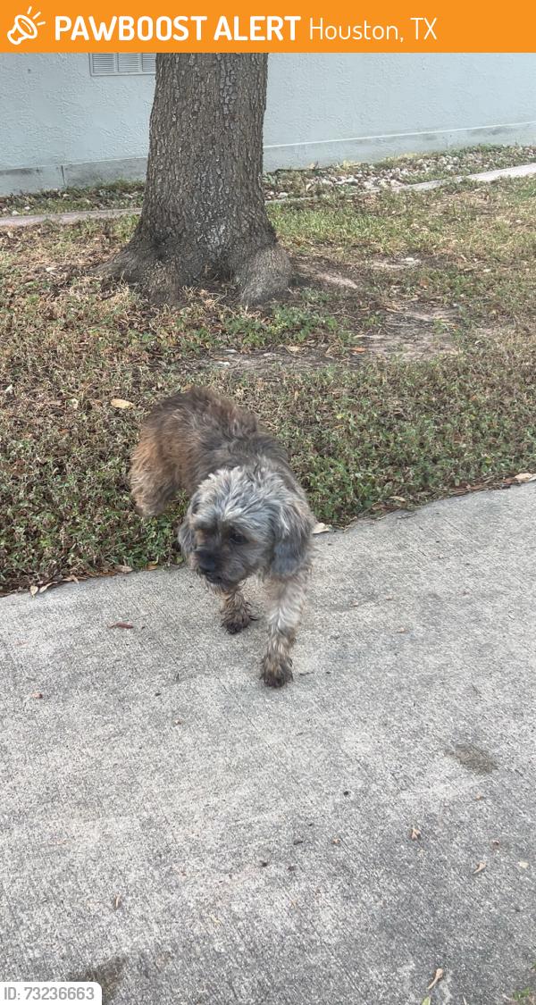 Found/Stray Female Dog last seen Plaza verde, Houston, TX 77060