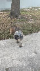 Found/Stray Female Dog last seen Plaza verde, Houston, TX 77060