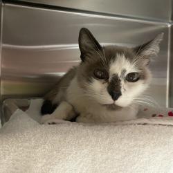 Shelter Stray Male Cat last seen , 361 S Raymond Ave, Pasadena, CA 91105, USA