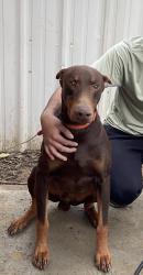 Lost Male Dog last seen post office, Alvarado, TX 76009