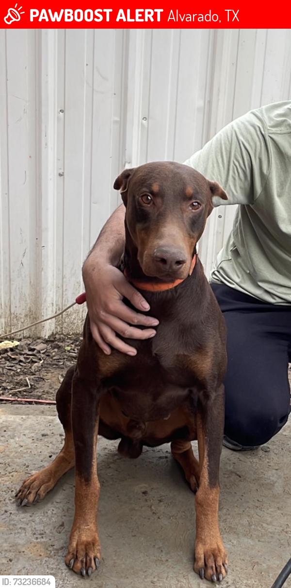 Lost Male Dog last seen post office, Alvarado, TX 76009