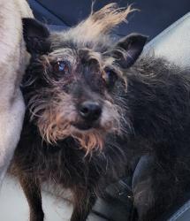 Lost Female Dog last seen Mira mesa blvd and scripps ranch blvd, San Diego, CA 92131