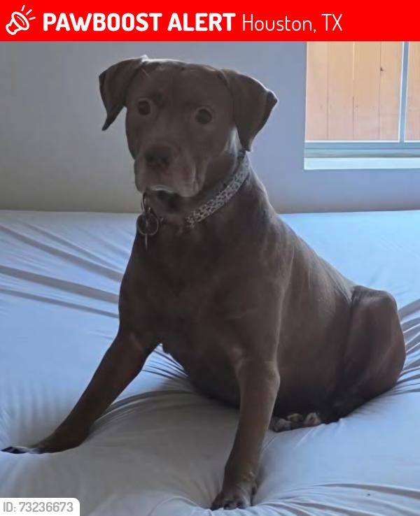 Lost Female Dog last seen Near and Tidwell, Houston, TX 77076