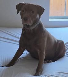 Lost Female Dog last seen Near and Tidwell, Houston, TX 77076